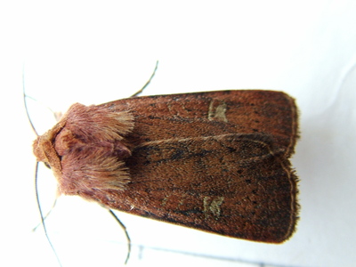 Square-spot Rustic